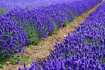 Image showing Blooming lavenders field 