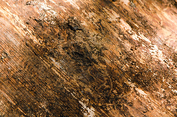 Image showing Background of log without bark closeup textures 