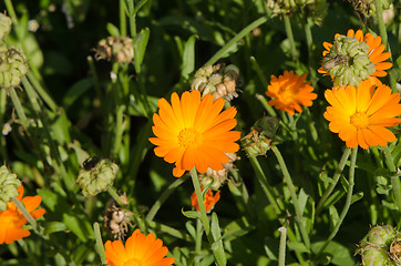 Image showing Herb marigold calendula  folk medicine flower 