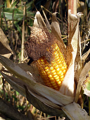 Image showing corn