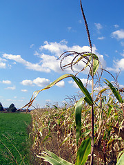 Image showing Cornfield