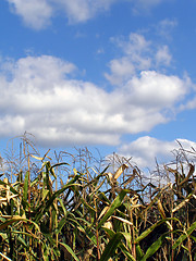 Image showing Cornfield