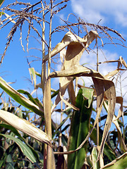 Image showing corn