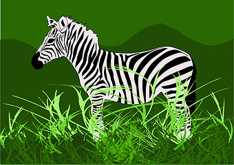 Image showing Zebra