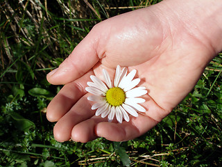 Image showing holding daisy