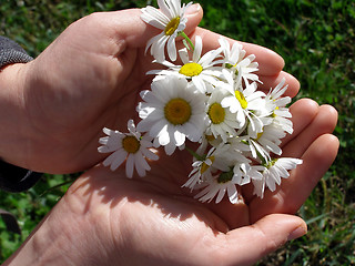 Image showing Hand holding daisy