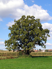 Image showing tree