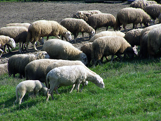 Image showing sheeps