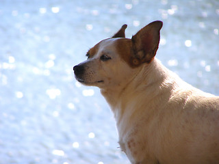 Image showing Dog