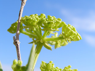 Image showing Little plant