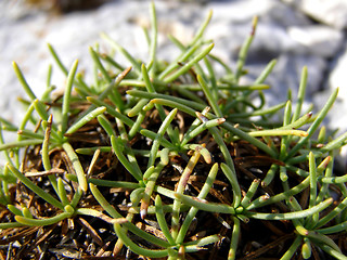 Image showing Small plant