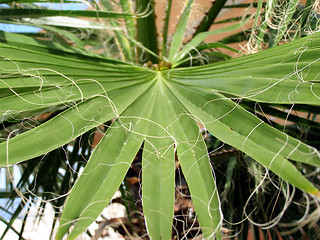 Image showing palm