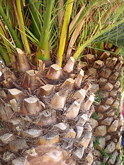 Image showing palm