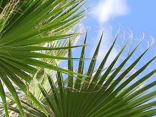 Image showing Palm close up