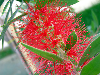 Image showing Red flower