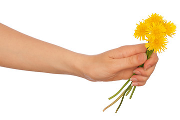 Image showing yellow dandelions