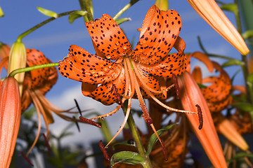 Image showing Lily garden