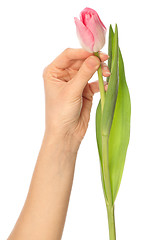 Image showing spring tulip