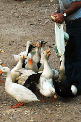 Image showing geese