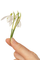 Image showing snowdrops