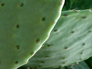 Image showing Cactus