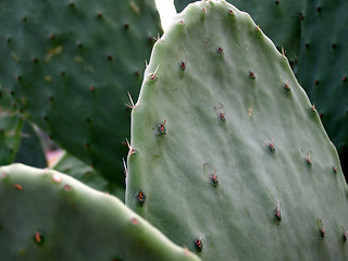 Image showing Cactus