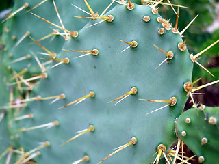 Image showing Cactus