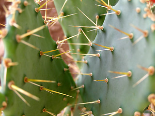 Image showing cactus