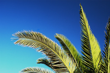 Image showing palm tree branches