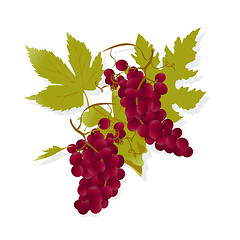 Image showing Red wine grapes