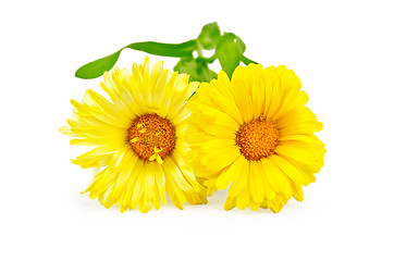 Image showing Calendula yellow