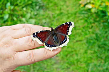 Image showing Butterfly brown on hand