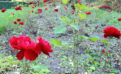 Image showing garden full of roses