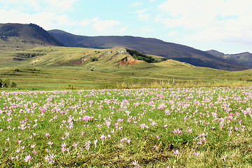 Image showing green field with purple flowers