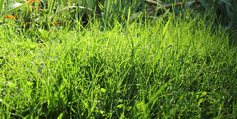 Image showing textured green grass