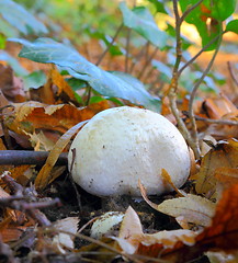 Image showing white mushroom