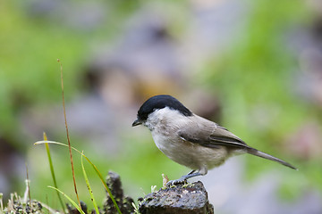 Image showing marsh tit