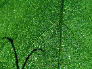 Image showing green leave