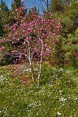 Image showing Spring