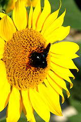 Image showing sunflower