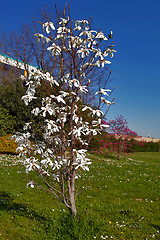 Image showing Spring