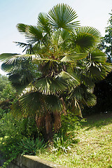 Image showing Palm tree