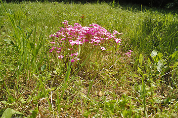 Image showing Springtime