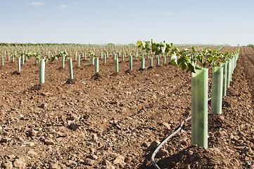 Image showing Newly planted vineyards