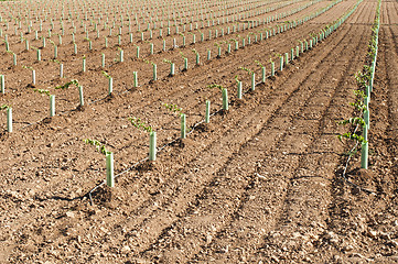 Image showing Newly planted vineyards