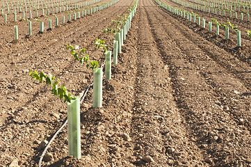 Image showing Newly planted vineyards