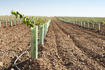 Image showing Newly planted vineyards