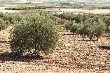 Image showing Olive plantation