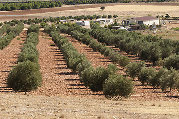 Image showing Olive plantation