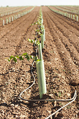 Image showing Newly planted vineyards